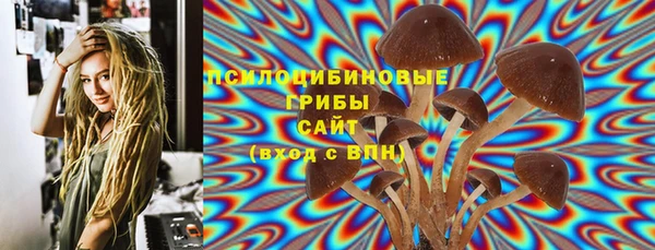 сатива Новозыбков
