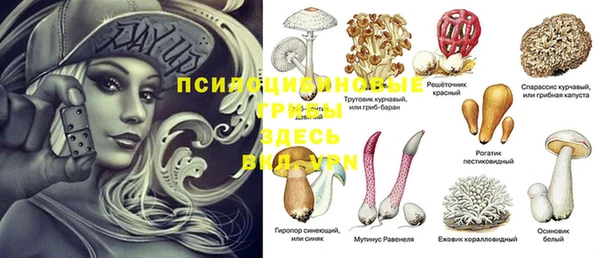 сатива Новозыбков